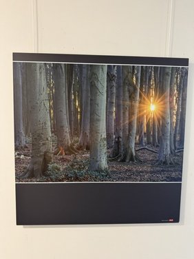 Ein Bild von einer Fotografie eines Waldes. Die Sonne scheint durch die kahlen Baumstämme hindurch.